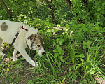 Собаки в Москве: Добрая собака Варя ищет дом Девочка, Бесплатно - фото 4