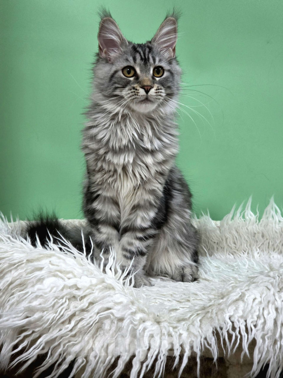 Кошки в Ижевске: Котята мейн-кун Девочка, 50 000 руб. - фото 7