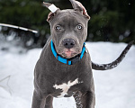 Собаки в Санкт-Петербурге: Голубой щенок прайтер Мальчик, 100 000 руб. - фото 1