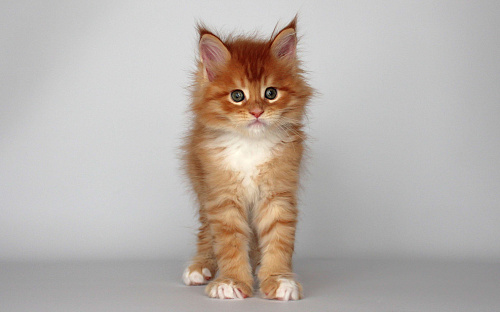 Котёнок мейн-кун Дионис Мальчик