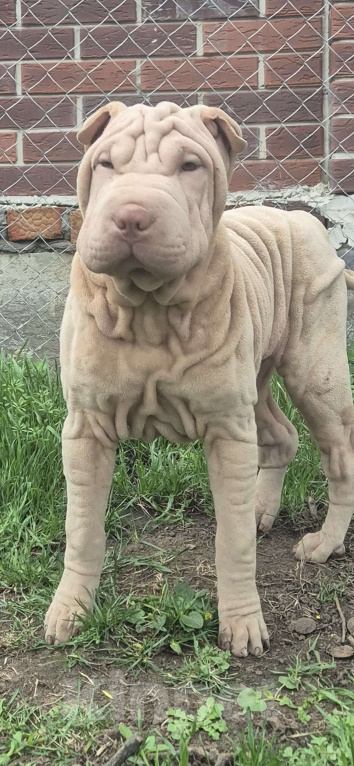 Собаки в Ростове-на-Дону: Щенок шарпея лиловый мальчик Мальчик, 25 000 руб. - фото 4