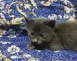 Кошки в Севастополе: Ищу хорошего хозяина Девочка, Бесплатно - фото 2