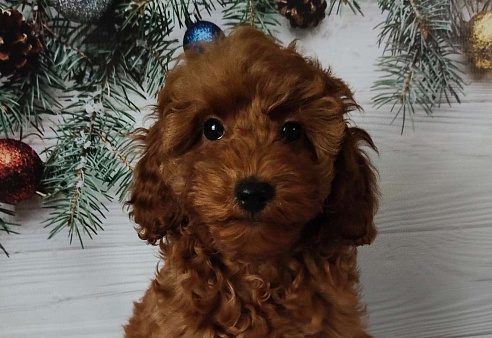 Миниатюрный пудель Адель