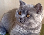 Кошки в Москве: Британские к/ш котята  Мальчик, Бесплатно - фото 3
