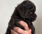 Собаки в Павловске: Коричневый миниатюрные/ той пуделята девочка и мальчик Мальчик, 60 000 руб. - фото 3