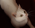 Кошки в Зеленограде: Котик Абрау в добрые руки Мальчик, Бесплатно - фото 3