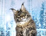 Кошки в Краснодаре: Грифон Мальчик, 40 000 руб. - фото 4
