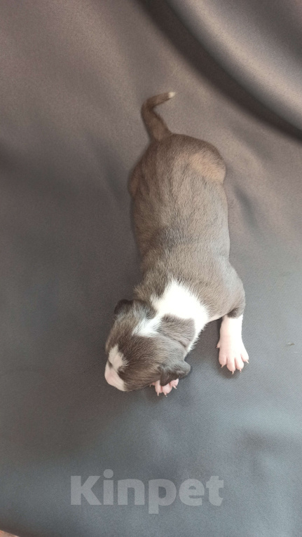 Собаки в Санкт-Петербурге: Кобель 2 Мальчик, Бесплатно - фото 6