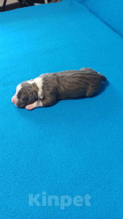 Собаки в Санкт-Петербурге: Кобель 2 Мальчик, Бесплатно - фото 3