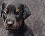 Собаки в Москве: Щенки добермана Девочка, Бесплатно - фото 1