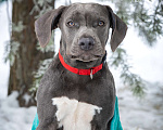 Собаки в Санкт-Петербурге: Милый щенок Прайтер Мальчик, 50 000 руб. - фото 1