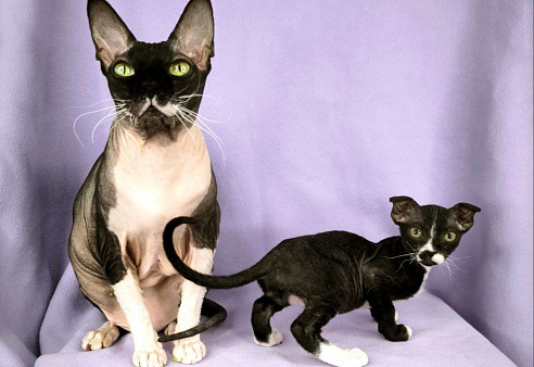 Украинский левкой чистопродный. 