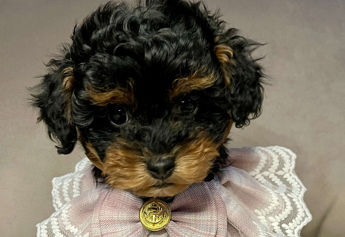 Той пудель девочка 