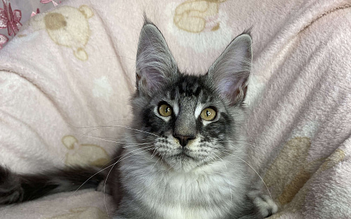 Черный серебристый мраморный мальчик мейн кун Zherom