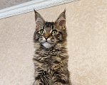 Кошки в Москве: Котята Мейн-Кун из питомника Девочка Девочка, 37 000 руб. - фото 3