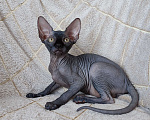 Кошки в Москве: Котята канадского сфинкса Мальчик, 45 000 руб. - фото 1