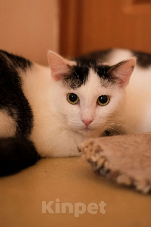 Кошки в Санкт-Петербурге: Лунтик из приюта в добрые руки Мальчик, Бесплатно - фото 1