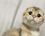 Кошки в Москве: Шотландский вислоухий котенок Девочка, 40 000 руб. - фото 3