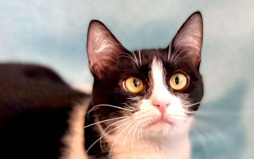 Шакшука, кошка из мультика