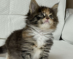 Кошки в Новосибирске: Продам кошечку Девочка, 50 000 руб. - фото 2