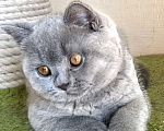 Кошки в Москве: Британские к/ш котята  Мальчик, Бесплатно - фото 4