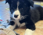 Собаки в Москве: Бордер колли щенок девочка Девочка, 75 000 руб. - фото 5