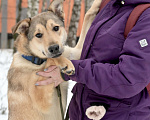 Собаки в Красногорске: Метис ретривера подросток Джек очень ждет хозяина  Мальчик, 10 руб. - фото 4