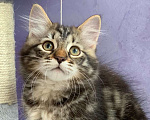 Кошки в Перми: Чудесные чистокровные сибирские котята Девочка, 30 000 руб. - фото 4