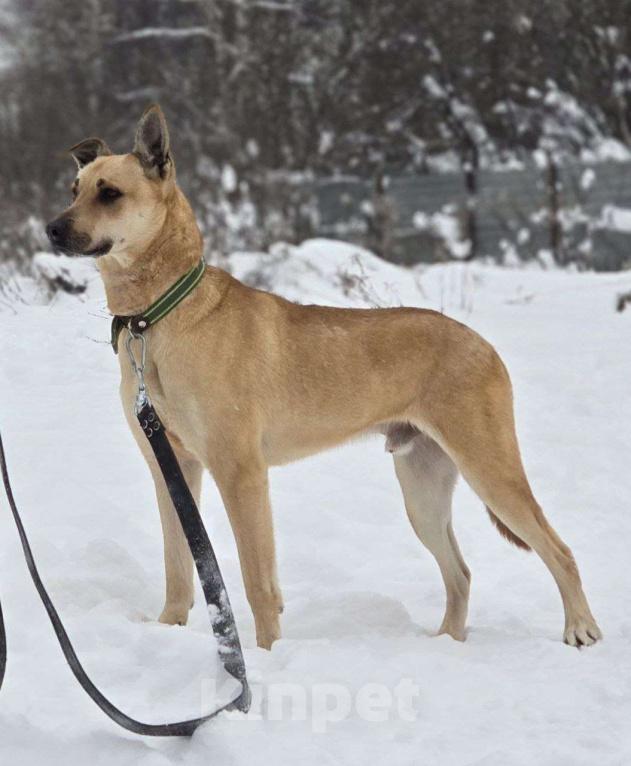 Собаки в Королеве: Пай  – красавчик, умничка и просто чудесный пёс! Мальчик, Бесплатно - фото 9