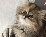 Кошки в Москве: Персидский котенок Девочка, 28 000 руб. - фото 1