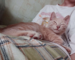 Кошки в Самаре: Котенок в добрые руки Мальчик, Бесплатно - фото 5