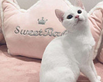 Кошки в Москве: Котёнок  Девочка, 10 000 руб. - фото 6