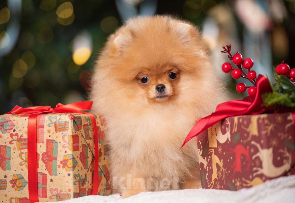 Собаки в Сосновом Бору: Миниатюрная девочка Жаклин ( РКФ) Девочка, 120 000 руб. - фото 1