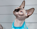 Кошки в Москве: Бильбо -канадский сфинкс  Мальчик, Бесплатно - фото 2