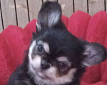 Собаки в Санкт-Петербурге: Щенок чихуахуа, длинношерстная девочка нарядного окраса Девочка, 60 000 руб. - фото 2