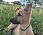 Собаки в Новосибирске: Отдам в добрые руки метиса щенка  Девочка, Бесплатно - фото 4