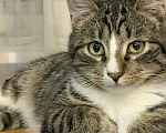 Кошки в Санкт-Петербурге: Котик полосатик подросток Виктор  Мальчик, Бесплатно - фото 1