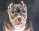 Собаки в Белово: Щенок Американский булли Девочка, 150 000 руб. - фото 1