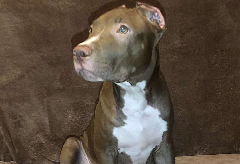 Щенок американского питбультерьера 