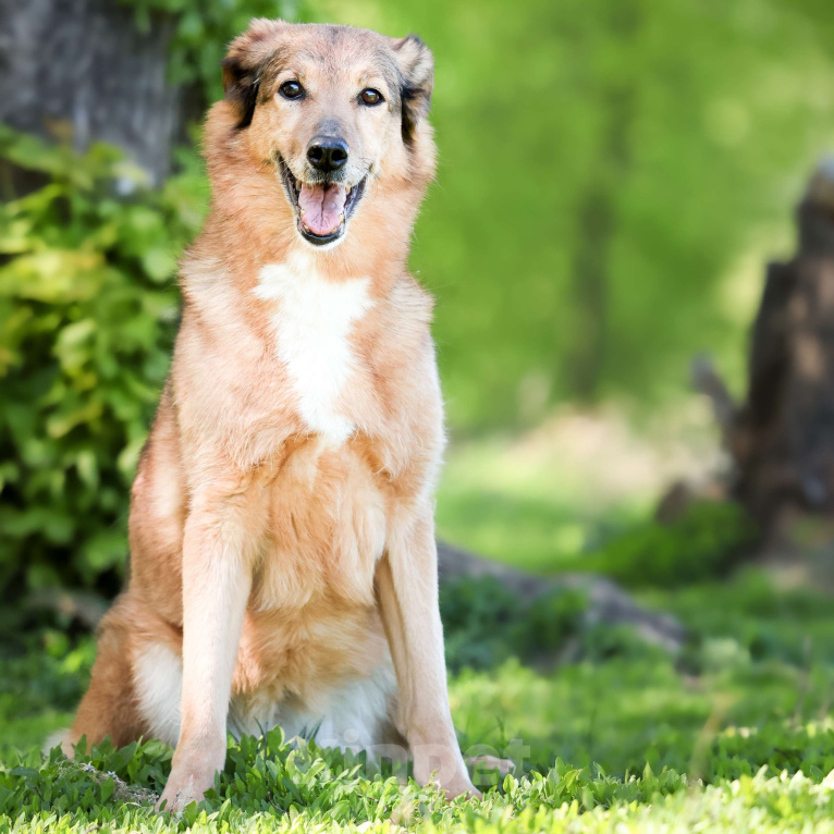 Собаки в Москве: Пожилая собака в добрые руки Девочка, Бесплатно - фото 2