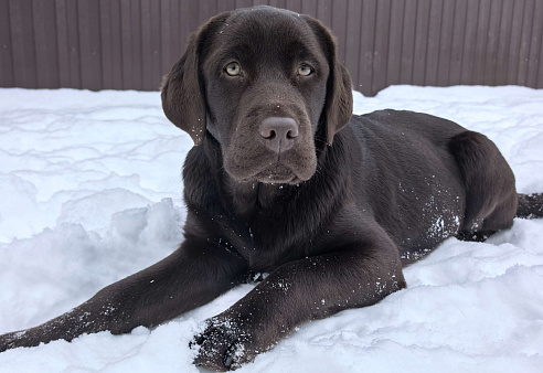 Девочка белая лента
