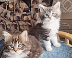 Кошки в Москве: Котята мейн кун Мальчик, 30 000 руб. - фото 5