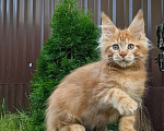 Кошки в Мытищах: Котята Мейн-кун Мальчики Мальчик, 40 000 руб. - фото 5