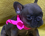 Собаки в Нижнем Новгороде: 6 щенков французского бульдога  Девочка, 30 000 руб. - фото 2
