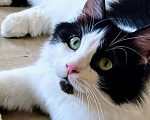 Кошки в Москве: Котик Поньчик ищет семью! Мальчик, Бесплатно - фото 2