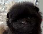 Собаки в Москве: Померанский шпиц мальчик Мальчик, 100 000 руб. - фото 1