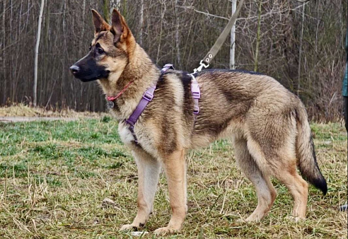 Рада ищет семью