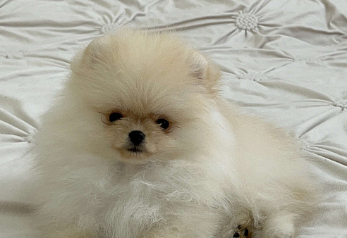 Померанские малыши 