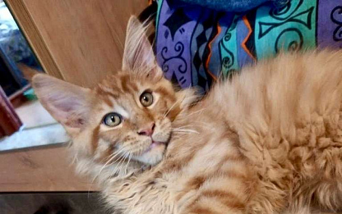 Очаровательный рыжик