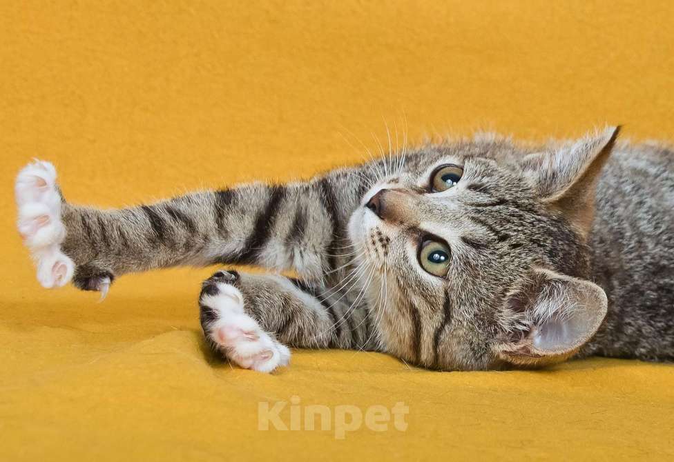 Кошки в других городах Московской области: Шурик - котенок-созерцатель Мальчик, Бесплатно - фото 3